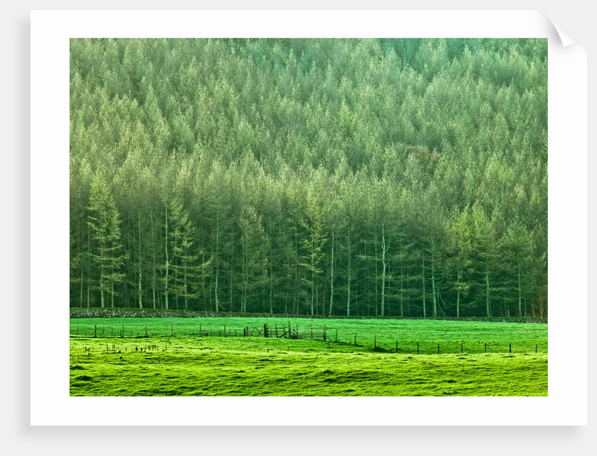 Forest edge by Assaf Frank